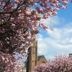 Lochinver Guest House in Ayr with blooming cherry blossoms framing a church tower and buildings