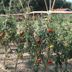 La Garona in Saint-Nicolas-de-la-Grave shows a tomato garden with rows of staked plants and ripe fruit.