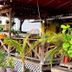 Panama House Bed & Breakfast in Panama City with lush tropical plants and an outdoor covered terrace
