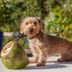 Pousada Estrela D' Agua in Trancoso with a small dog beside a coconut on a sunny terrace
