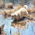 North Creek Lodge at Gore Mountain in North Creek: golden dog drinking at a reflective pond among reeds