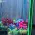 Marvin's Garden Inn Southfield claw machine filled with colorful plush toys