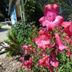 Au Pied Levé in Trévron: close-up of pink flowers with a landscaped garden and path behind