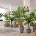 Margaritaville Beach Resort Grand Cayman in George Town, bright lobby with tropical plants and seating