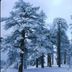 Elliott House Boutique Inn in Shaver Lake with snow-covered pine trees in a winter forest