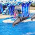 Legacy Vacation Resorts - Lake Buena Vista pool area with dolphin show and blue aquatic stage