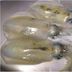 Pension Wave Inn, Itō: close-up of fresh squid in water