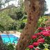 Apartments Antonio in Cavtat with a blue pool, flowering pink shrubs, and a tree-framed garden