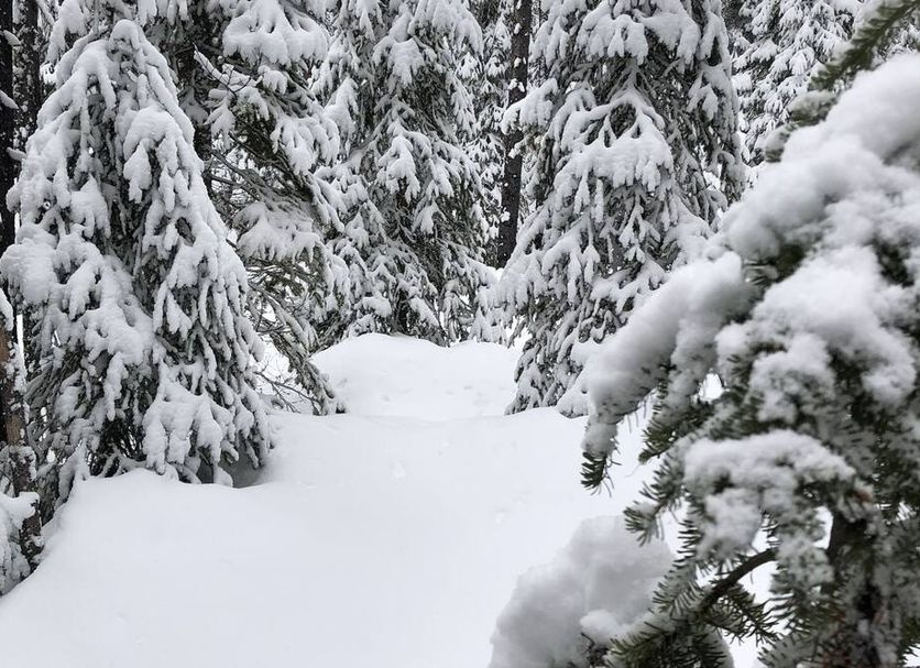 Snowy forest trail at The Lodge at Lolo Hot Springs in Lolo, surrounded by snow-covered evergreens