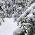 Snowy forest trail at The Lodge at Lolo Hot Springs in Lolo, surrounded by snow-covered evergreens