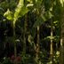 Hotel 4 Stagioni Sensus Spa in Bardolino with lush tropical garden and glimpses of a pool