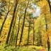Hotel Maurer in Saarwellingen surrounded by autumn forest with tall trees and golden leaves