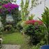 Hotel Armonía Hostal in San Salvador, lush garden walkway with colorful flowers and greenery