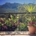 Bare Hill Holiday Apartments, Kyrenia: balcony with potted plant, flowers and mountain view
