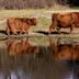 Highland cows beside a pond at Hotel Het Oude Raadhuis in Castricum