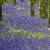 Rosdarrig Bed & Breakfast in Boyle, floral garden path with purple blooms and hanging greenery