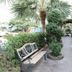 The Loom Rangsit in Pathum Thani: landscaped outdoor walkway with bench, palm trees and greenery
