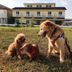 The Jungle House, Hengchun Township: three dogs on the grass in front of the hotel