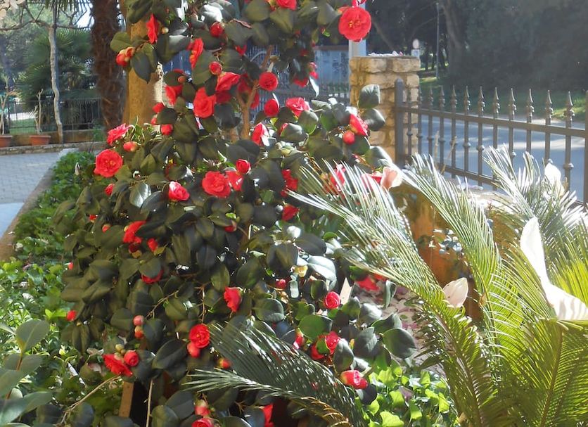 Villa Kristina in Rovinj garden with flowering tree and palm fronds beside a path