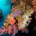 Magic Oceans Dive Resort in Anda: scuba diver beside a colorful coral reef wall underwater
