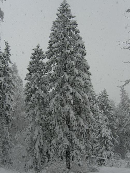 Apartment Neuhauser - Kramsach - Outdoors view