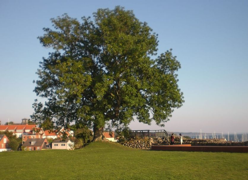 Hotel Kong Valdemar in Vordingborg with a large tree, grassy lawn and distant waterfront view