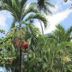 Hotel El Paraiso Escondido in Jacó, Costa Rica, with tropical palms and lush garden foliage