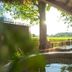 Kalm Pai in Pai with a sunlit outdoor pool beside trees and a view of green fields