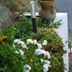 B&B La Casa Rossa in Paola with a flower-filled terrace, potted plants, and street view