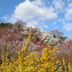 Kagamigaike Hekizantei in Nihonmatsu with blooming pink and yellow flowers under a blue sky