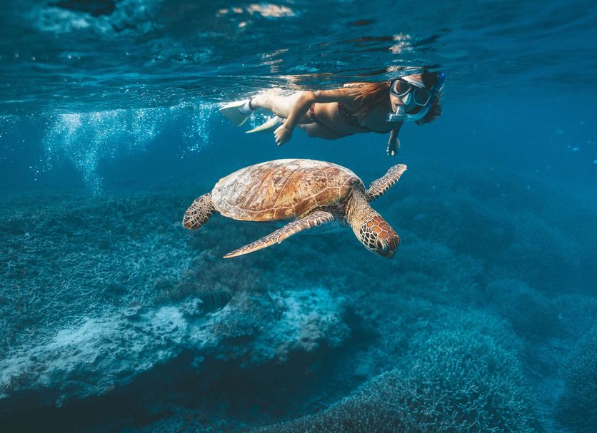 Heron Island Resort in Heron Island with snorkeler swimming above a sea turtle underwater