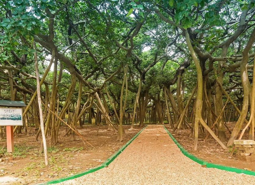 Tree-lined path at Hotel O Ssr Luxury Rooms in Hyderabad with dense roots and canopy overhead