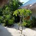 Blue World Dharavandhoo in Dharavandhoo with tropical garden courtyard and thatched-roof buildings