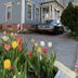 Ginkgo House on Harvard in Cambridge with tulips in the foreground and a blue house exterior