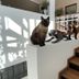 Le Petit Palais Buenos Aires lobby with decorative cat figurines on a white display and wood stairs