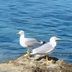 Hôtel Cecil, Antibes: two seagulls standing on rocks beside blue seawater