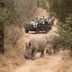 Karongwe Chisomo Safari Camp in Metz: safari vehicle viewing two rhinos on a dirt track