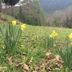 Dunsmuir Lodge in Dunsmuir with yellow daffodils in a grassy mountain meadow