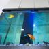 Residencial Lar do Areeiro in Lisbon featuring a large indoor aquarium with colorful fish
