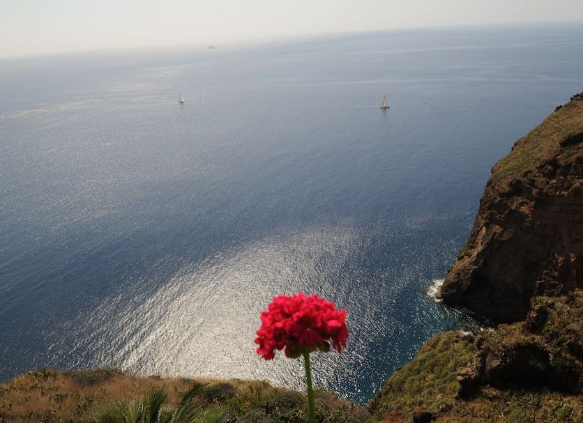 Vivenda Belo Horizonte in Caniço, ocean cliff view with red flowers in the foreground