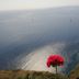 Vivenda Belo Horizonte in Caniço, ocean cliff view with red flowers in the foreground