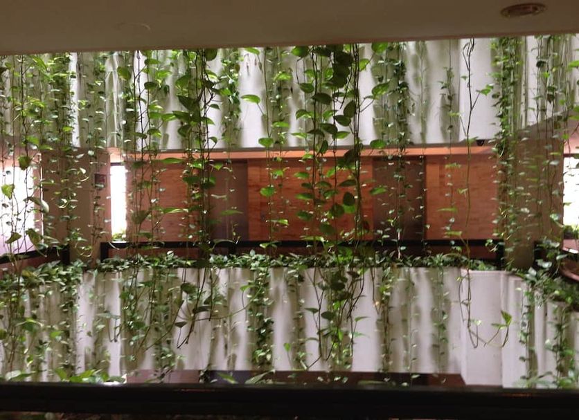 Apart Hotel Toborochi in Santa Cruz de la Sierra with hanging vines over an indoor atrium