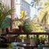 Hotel Barahona Cartagena balcony with potted plants and a watermelon on a table, Cartagena