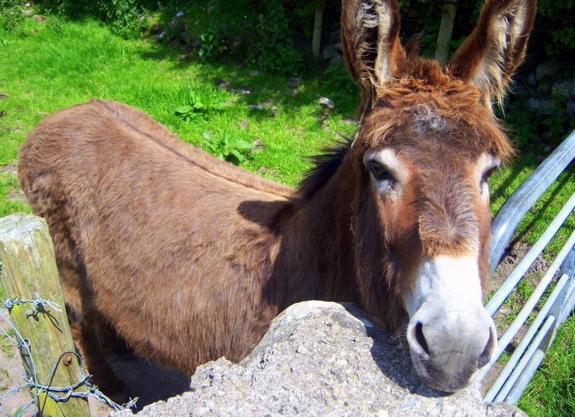Valley Lodge in Claremorris with a donkey standing beside a stone wall in a grassy area