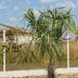 La Garona in Saint-Nicolas-de-la-Grave: palm tree by a fence with buildings and blue sky