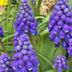 Dunsmuir Lodge, Dunsmuir: close-up of purple grape hyacinth flowers with green leaves