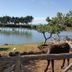 Popilia Country Resort in Maierato: donkeys by a pond with trees and a wooden fence