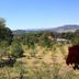 Huerta Real Mazamitla in Mazamitla with hillside orchard, trees, and mountain views