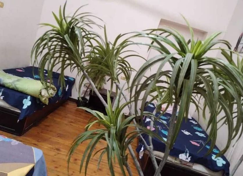 Safary Hotel Cairo guest room with potted plants, twin beds, and wooden flooring