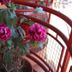Hosteria Maryland in Posadas, potted pink flowers by a red balcony railing and brick wall
